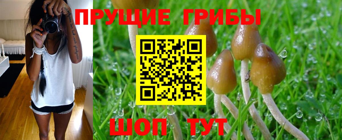 Галлюциногенные грибы Psilocybine cubensis Тольятти